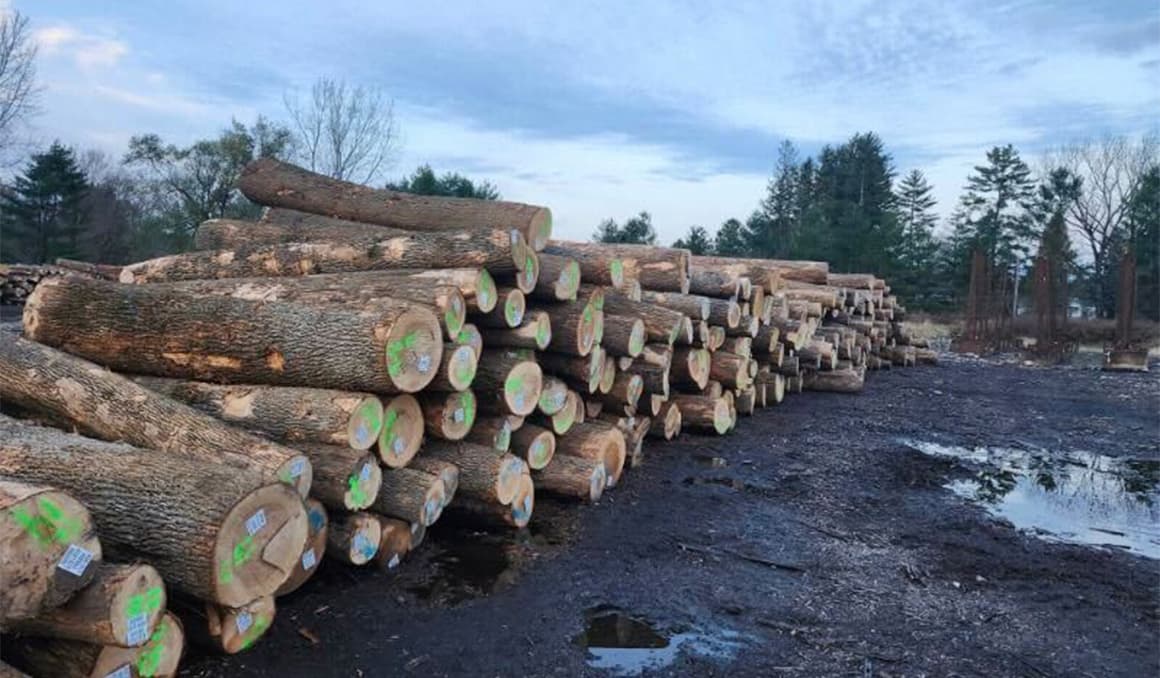 ‘Completely and utterly ignored’: Rural US workers crushed by logging export freeze