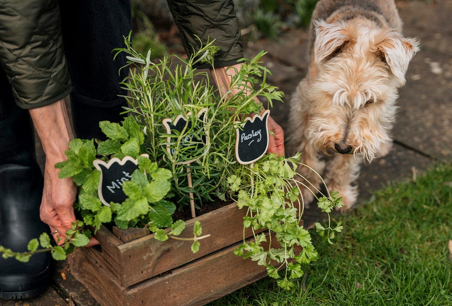5 herb plants every kitchen needs (and how to grow them!)