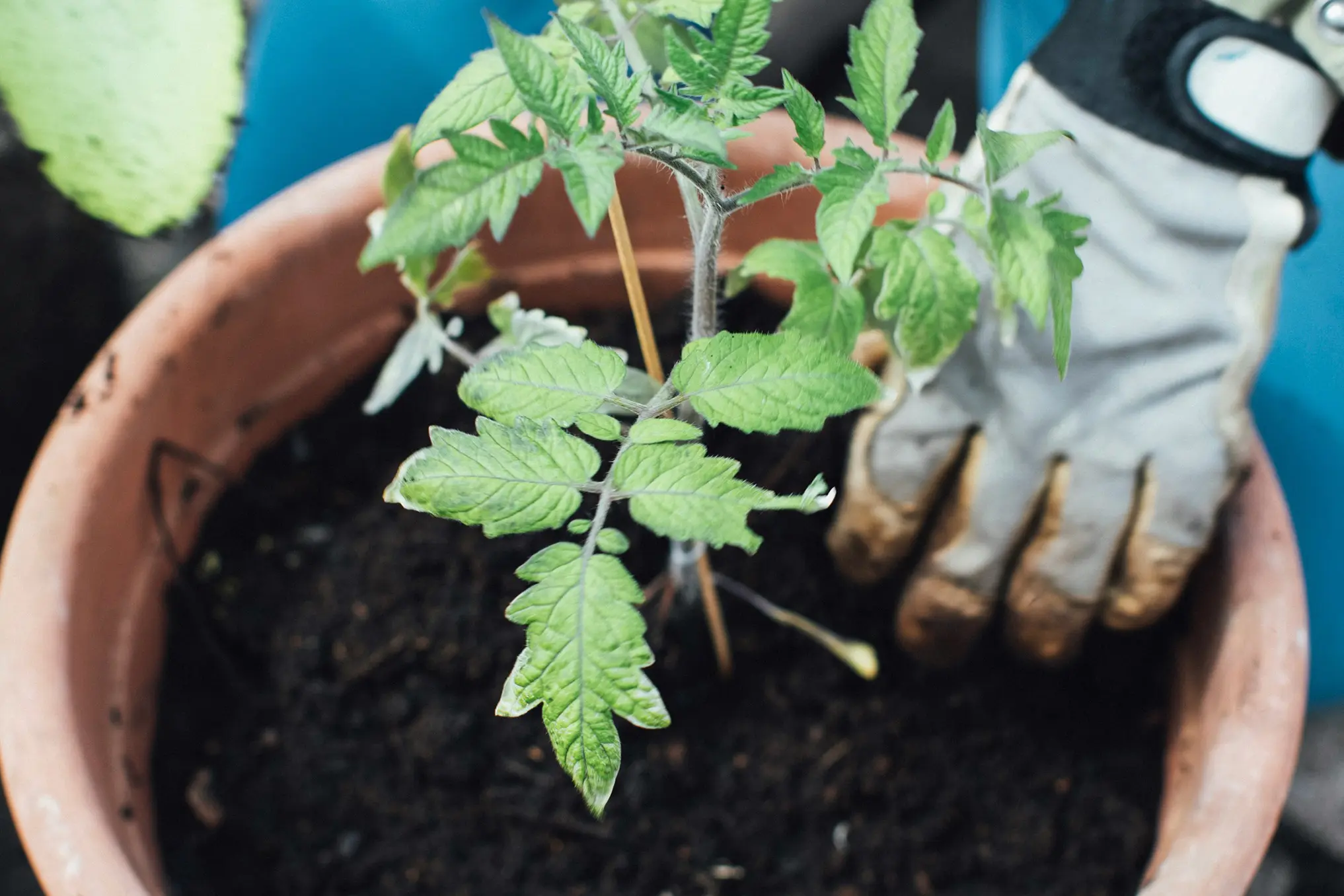 It’s not too late to start your summer garden!