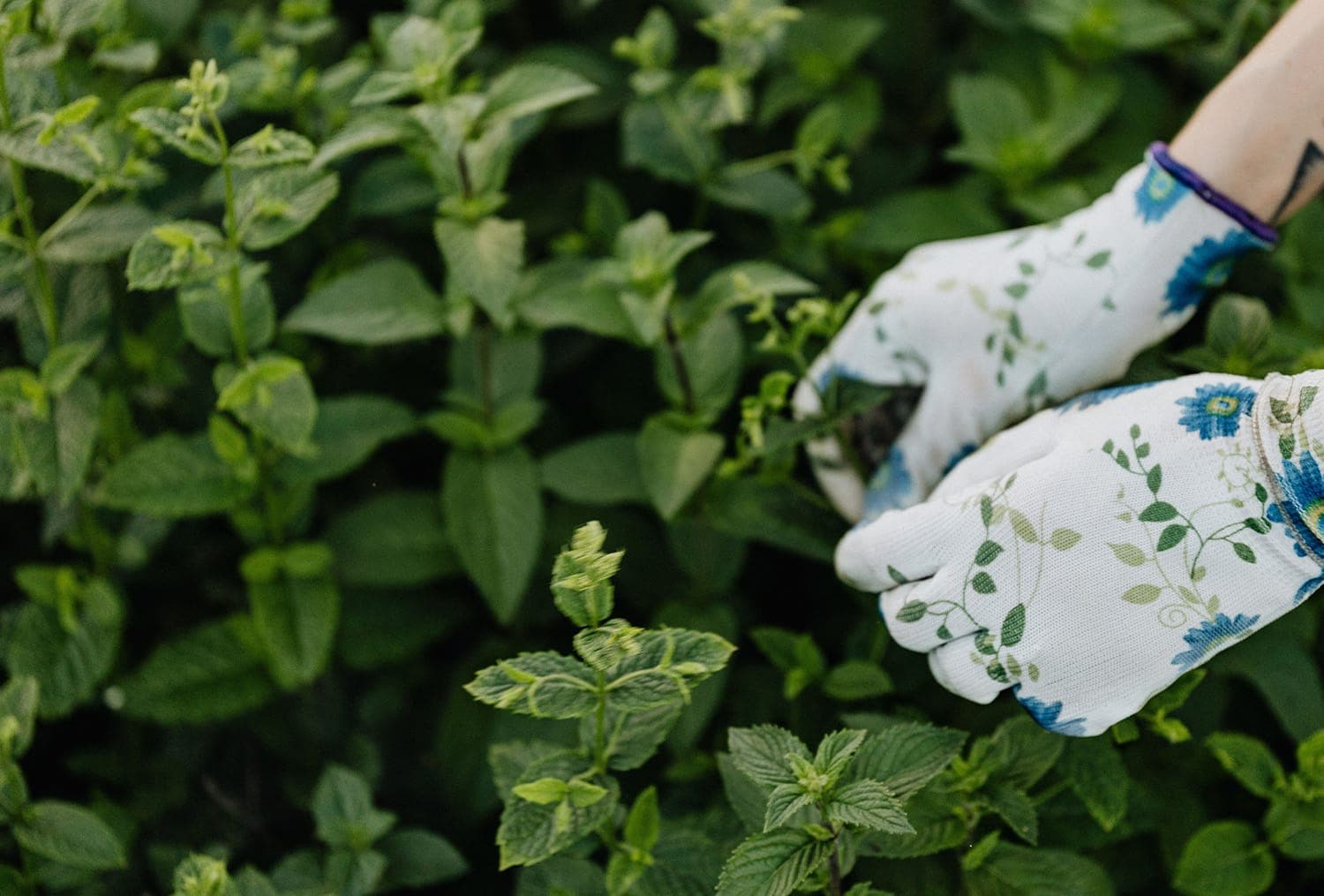 Lessons I’ve learned from weeding